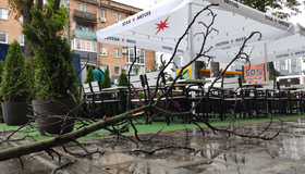 Полтава планує використати хворі дерева для обігріву людей взимку