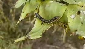 На Полтавщині  луговий метелик пошкодив поля соняшника