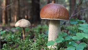 У Полтавському районі заборонили продавати зібрані в лісі гриби