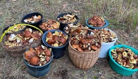 Полтавцям забороняють збирати гриби