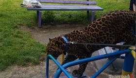 Хотів познайомитися ближче: леопард під час прогулянки містом дуже налякав жінку