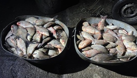 На Полтавщині браконьєри наловили риби на понад два мільйони