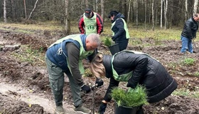 На Миргородщині висадили понад 5000 дерев