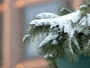 Протягом тижня на Полтавщині прогнозують невеликий сніг і мороз