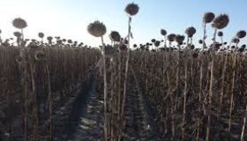 На Полтавщині затримуються жнива пізніх зернових