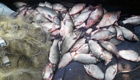Цьогоріч в області браконьєри наловили риби майже на 50 мільйонів