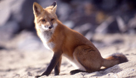 Через війну збільшилася міграція диких лисиць до Полтавщини
