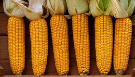 Аграрії Полтавщини припинили збирати кукурудзу