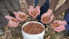 Майже 20 тонн насіння деревних порід заготовили лісівники Полтавщини