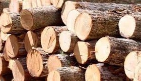 У полтавському лісництві вирубили цінних дерев на 700 тисяч