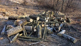 На Полтавщині судитимуть молодика, який порубав дерев на двісті тисяч