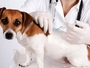 Цього тижня у Полтаві безкоштовно вакцинуватимуть тварин проти сказу