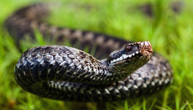 На Полтавщині змія вкусила 47-річного чоловіка
