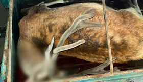 Вбивство оленя: на Полтавщині переслідували браконьєра