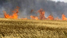 На Полтавщині горіло пшеничне поле: з’ясовується причина пожежі