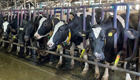 Молочні ферми хочуть вивести з графіків відключень світла