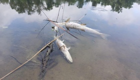 На Полтавщині браконьєри наловили риби на майже 300 тисяч гривень