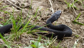 На Полтавщині змія вкусила підлітка: його поклали до лікарні