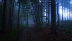 У лісі на Полтавщині загубилися троє дітей