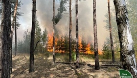 На Полтавщині врятували від вогню великий лісовий масив
