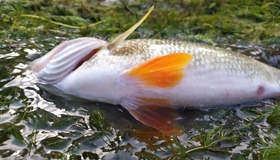 У водосховищі парку "Диканський" виявили масову загибель риби