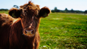 У селі на Полтавщині виявили випадок сказу у великої рогатої худоби