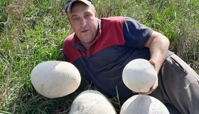 На Полтавщині знайшли велетенські гриби: майже чотири кілограми кожен