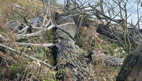 На Лубенщині дерево вбило чоловіка