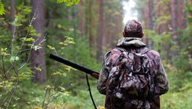 На Полтавщині планують відстріляти понад 600 диких лисиць