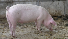 На Полтавщині від африканської чуми загинуло ще вісім свиней