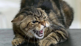 Кіт помер від сказу – у селі на Полтавщині запровадили карантин