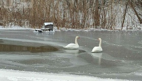 Лебедів із Полтавського дендропарку відвезли на зимівлю