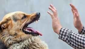 На Полтавщині вдруге за тиждень помер собака від сказу