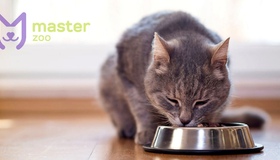 Від травлення до запобігання сечокам'яній хворобі: роль годування котів