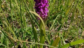 На Полтавщині зацвіли унікальні орхідеї