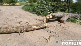 Загинув полтавець, на якого впало дерево