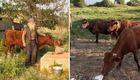 70-річний мешканець Донеччини евакуювався на Полтавщину з трьома коровами та собакою