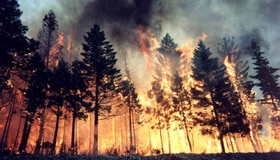 На Миргородщині сталася лісова пожежа