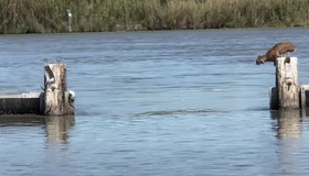 Рівень води в річках Полтавщини знижується на кілька сантиметрів за добу