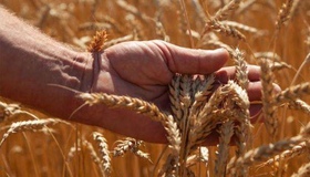 Аграрії області зібрали врожай на 87% запланованих площ