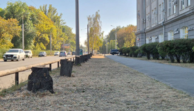 Липи спиляли біля заводу «Лтава»: хто відповідальний