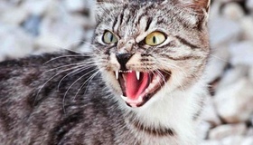 На Полтавщині виявили сказ у кота, який покусав чотирьох людей
