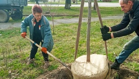 Полтавці можуть безкоштовно отримати саджанці для озеленення