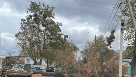 У Полтаві через буревій дерева перекривають дороги