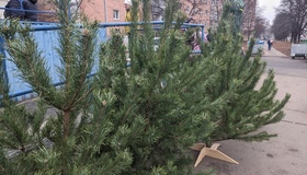 У Полтаві стартував продаж новорічних дерев