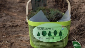 У філіях Слобожанського лісового офісу фінішувала осіння висадка дерев