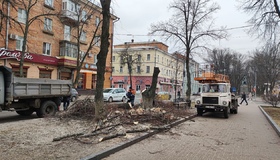 У Полтаві не можуть спиляти аварійні дерева через відсутність високого автопідіймача