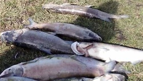 Замор риби під Полтавою: екоінспекція відібрала проби води