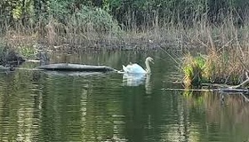 У Полтаві з річки витягли тіло зниклої жінки
