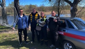 У Горішніх Плавнях врятували пораненого лебедя